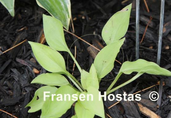 Hosta Kiwi Gold Thimble